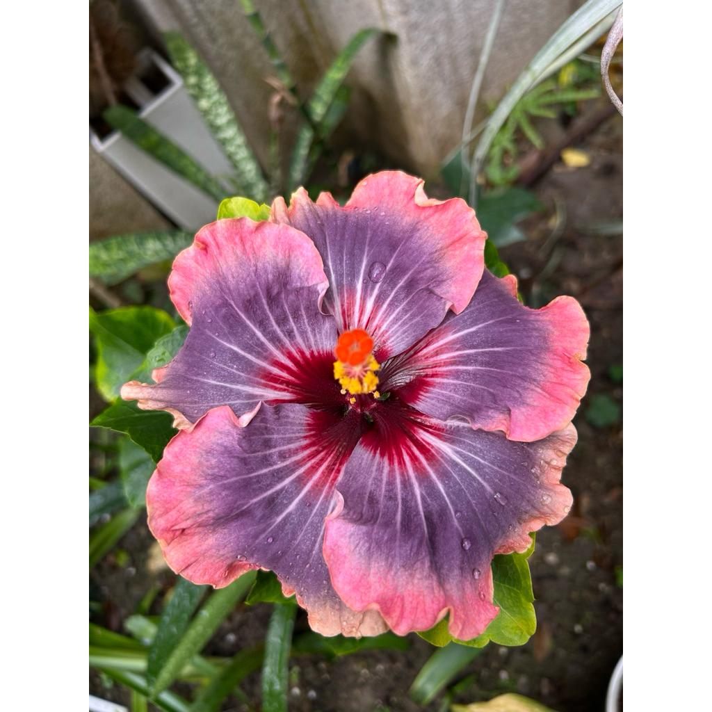 扶桑/枝條/手心的薔薇/水沙漣夜空/青花瓷/秋紅谷/扶桑/ | 蝦皮購物