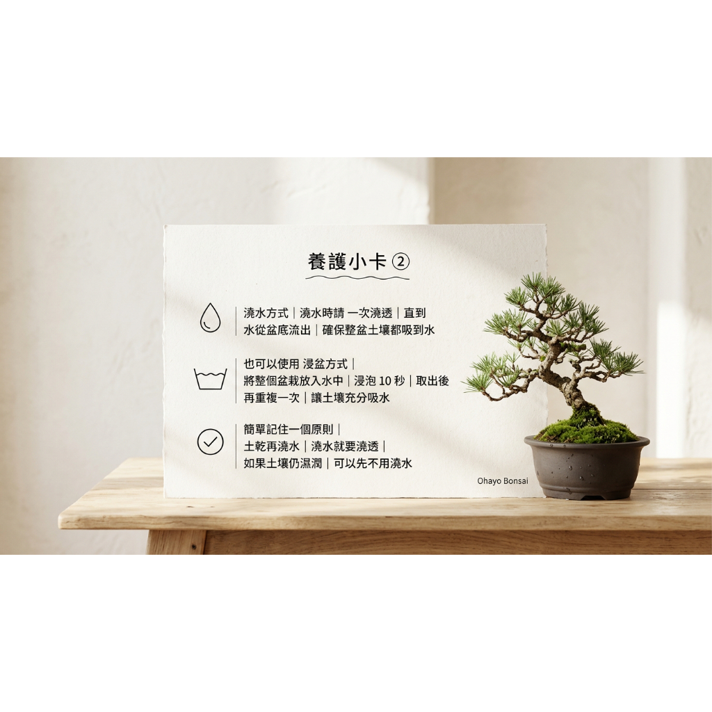 珍珠柏小品盆栽｜懸崖式造景｜日式松柏盆景｜侘寂苔景｜馬鞍盆｜Ohayo
