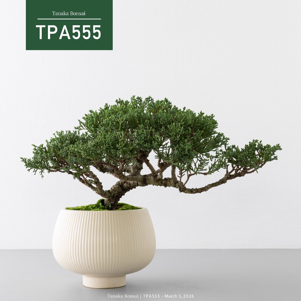 Tanaka Bonsai】TPA555 紀州真柏/鐵柏盆景（不含展示架）｜松柏盆栽