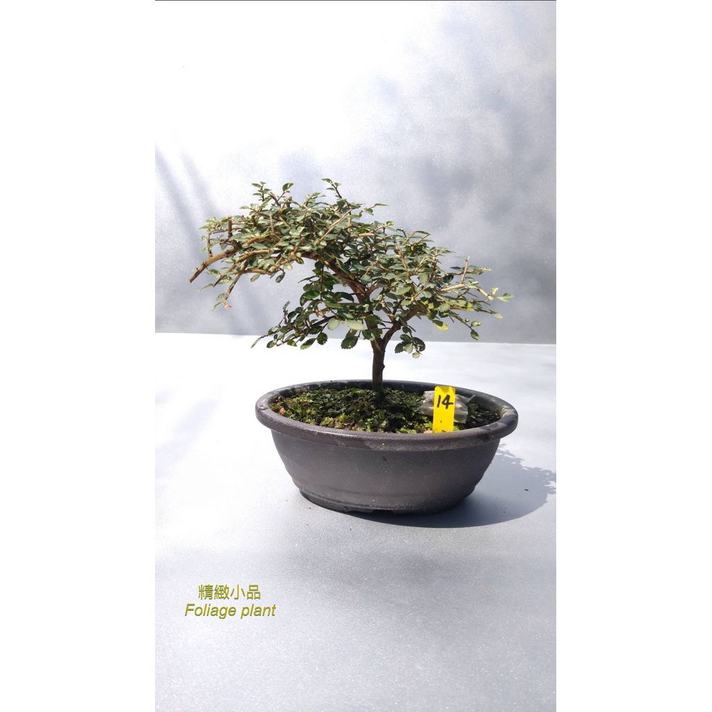 精緻小品盆栽斑葉榆樹觀葉植物6吋盆| 蝦皮購物