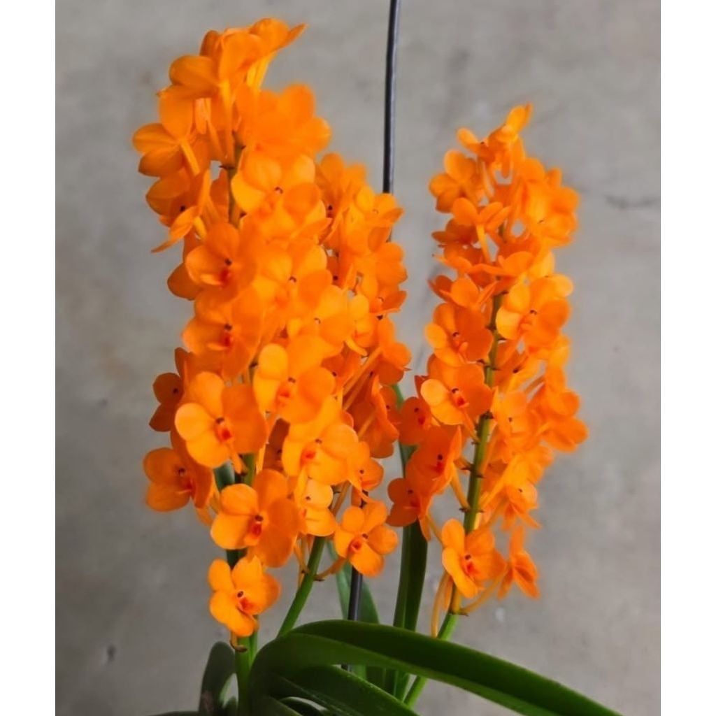 vanda miniata迷你橘百代蘭/容易栽培的原生蘭/耐熱耐旱/1.7吋成株大小/開花性好 | 蝦皮購物