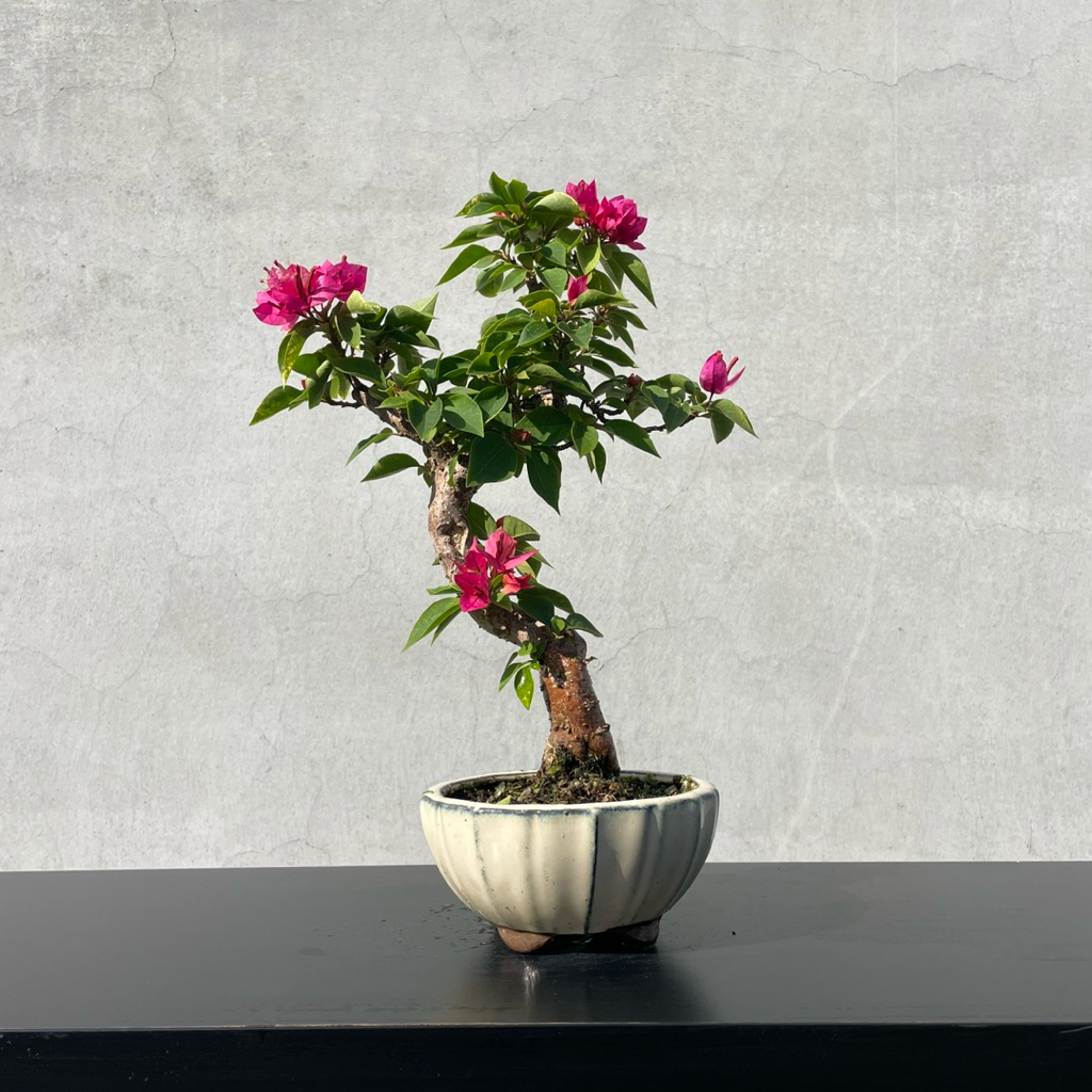 小品盆栽八房五葉松九重 野趣小品盆栽》日本八房九重葛| 蝦皮購物