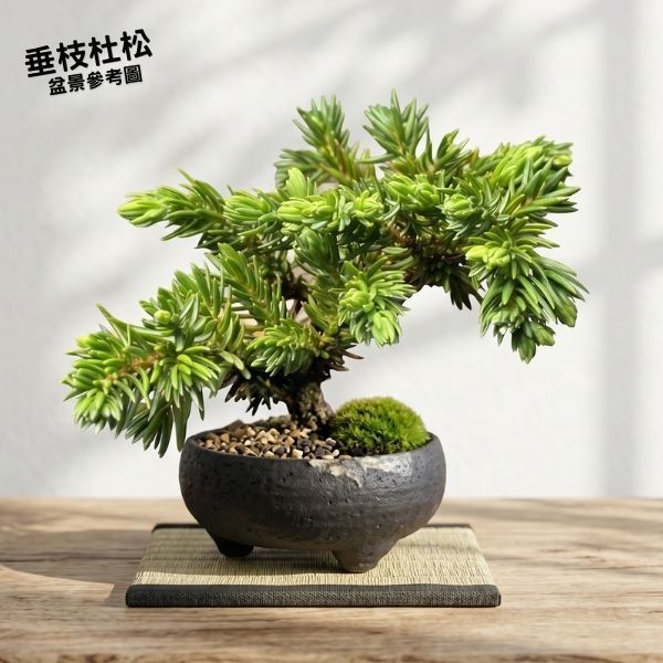 🔥滿額免運🔥垂枝杜松松柏盆栽小品盆栽風水招財松柏長青桌上植物療癒