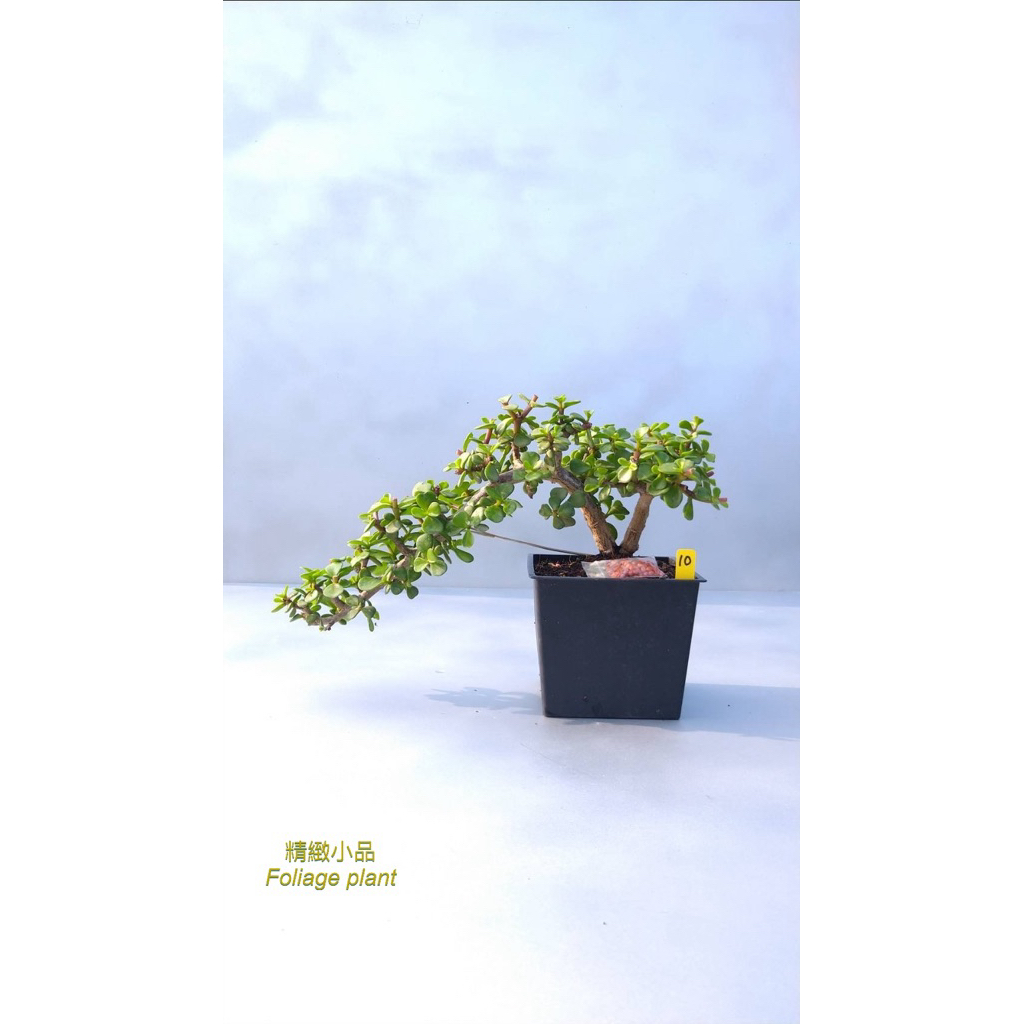 精緻小品盆栽懸崖造型銀杏木觀葉植物多肉植物4吋方盆園藝綠化| 蝦皮購物