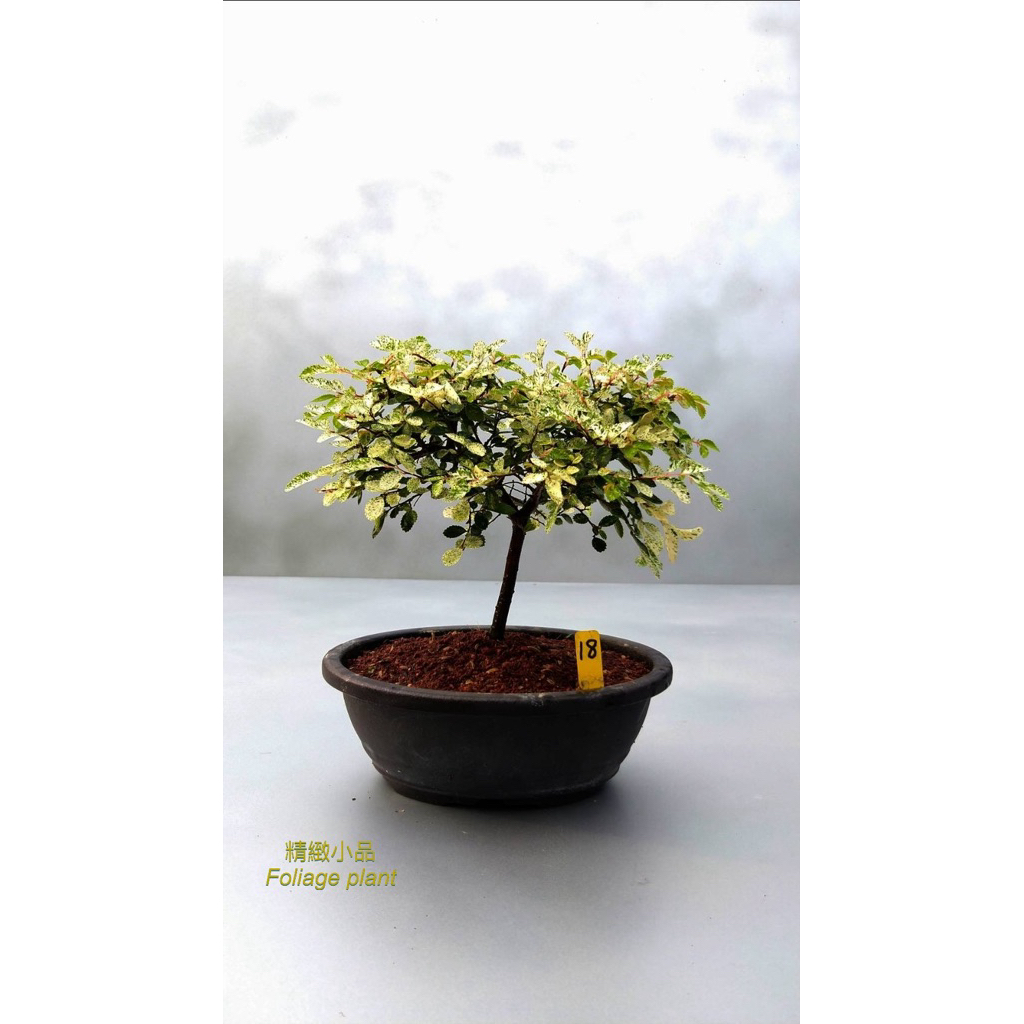 精緻小品盆栽斑葉榆樹觀葉植物6吋盆| 蝦皮購物