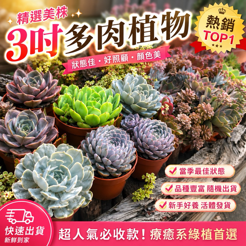 多肉植物新手入門款/三寸盆/熱銷超萌植物/繽紛生活美學微笑多肉植物