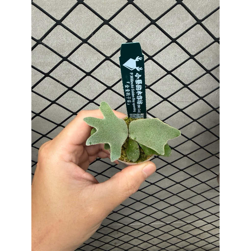 金童孢子苗金童鹿角蕨稀有侏儒Golden boy （精選多分岔） | 蝦皮購物