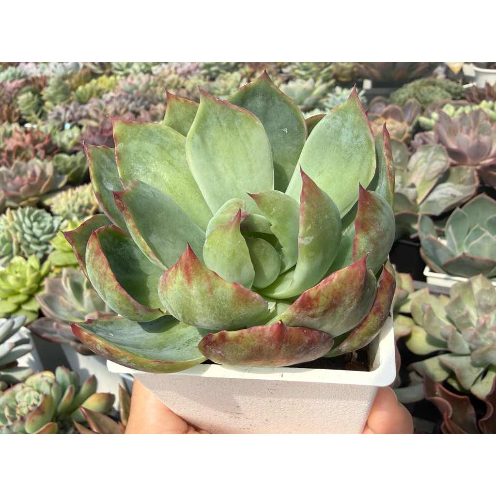 小農舍】驚鴻仙子/ 多肉/ 多肉植物/ 盆栽/ 園藝/ 植物| 蝦皮購物