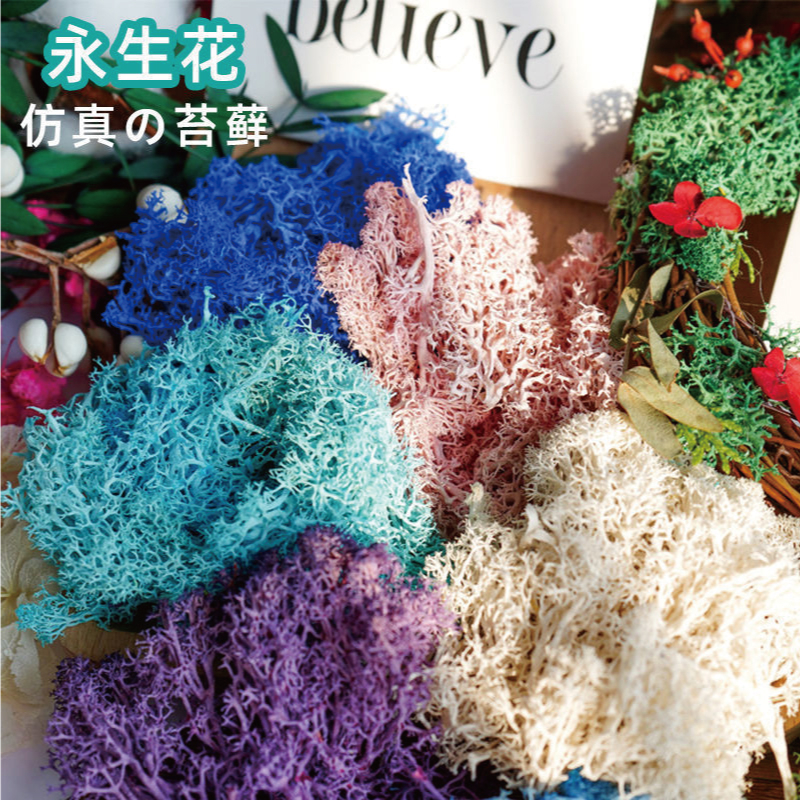 🚀無包裝隔日配🚀 馴鹿苔 永生苔癬 10g｜鮮豔15色 可搭永生花/乾燥花 台灣現貨素材包 馴鹿苔苔癬 微景觀苔癬 苔癬 | 蝦皮購物