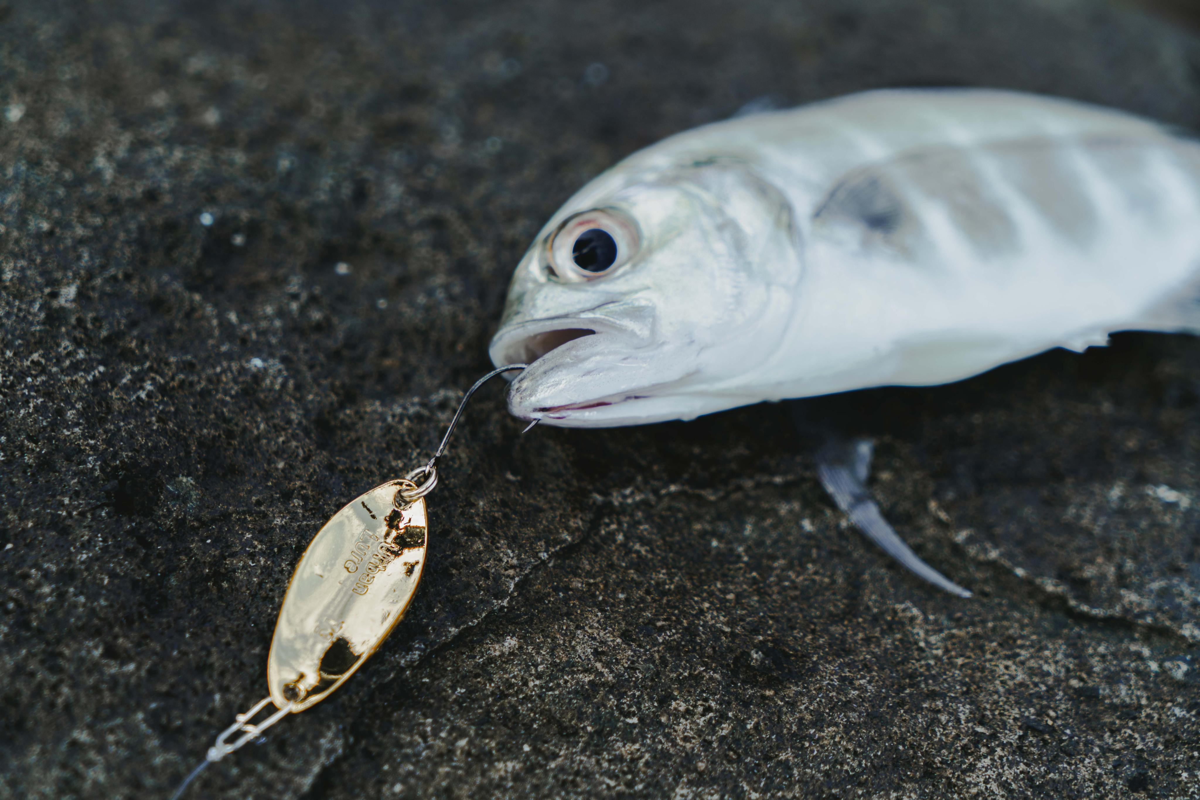 RONIN 獵漁人】Urban Lure U Spoon 亮片湯匙路亞(路亞淡水海水根魚溪釣