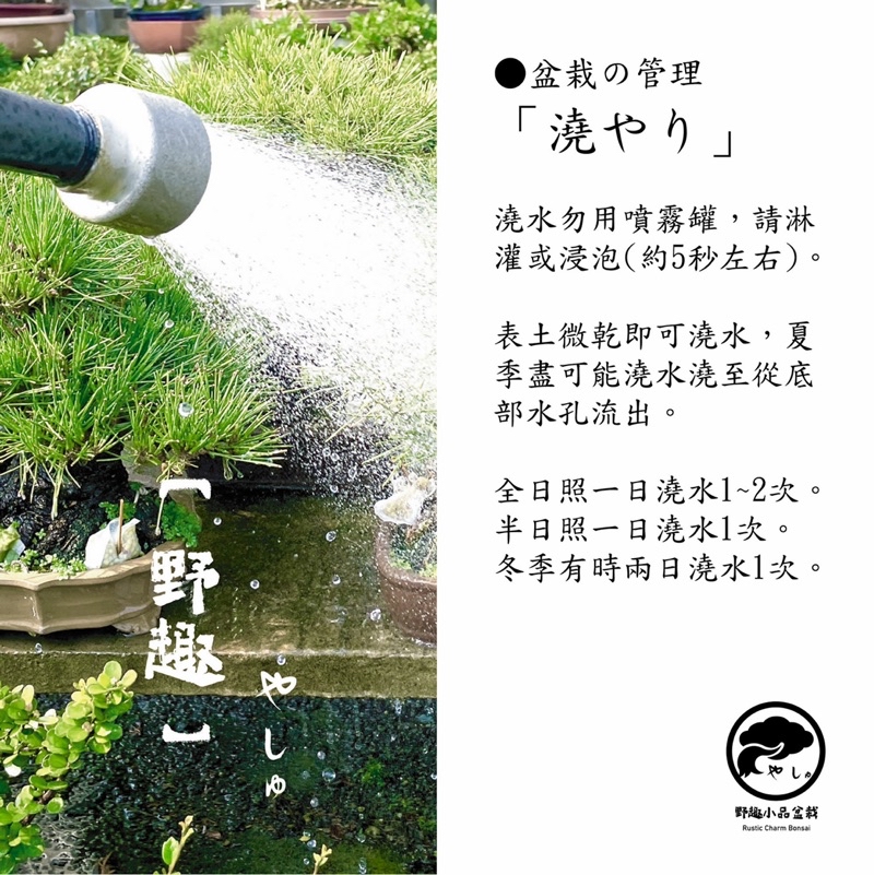 野趣小品盆栽》日本🇯🇵八房杜松| 蝦皮購物