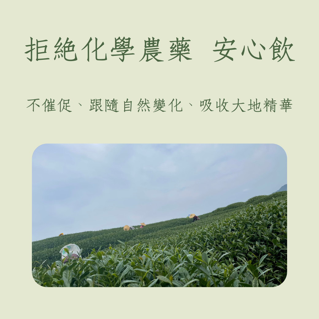 全新冬片現貨］杉林溪金萱_經典果香有機奶糖香溫潤獨特春茶茶葉