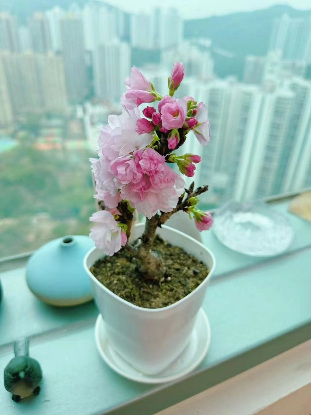 CNY flower -Orchids ] 🐍 2025 年蝴蝶蘭台品蝴蝶蘭· 櫻桃子一排