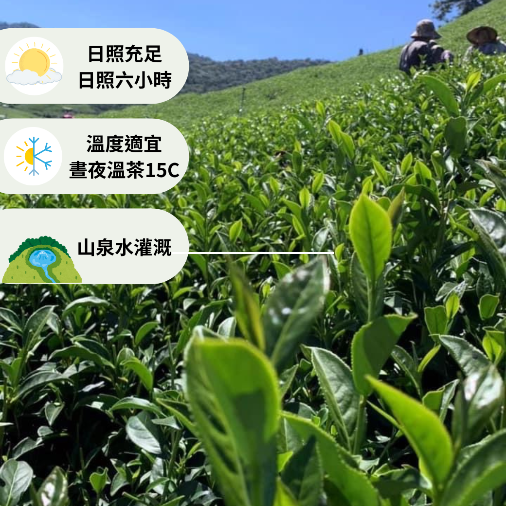 全新上架優惠］頂級茶香_杉林溪龍鳳峽頂級手採烏龍茶冬尾初春茶高山茶烏龍茶阿里山杉林溪南投高山茗茶| 蝦皮購物