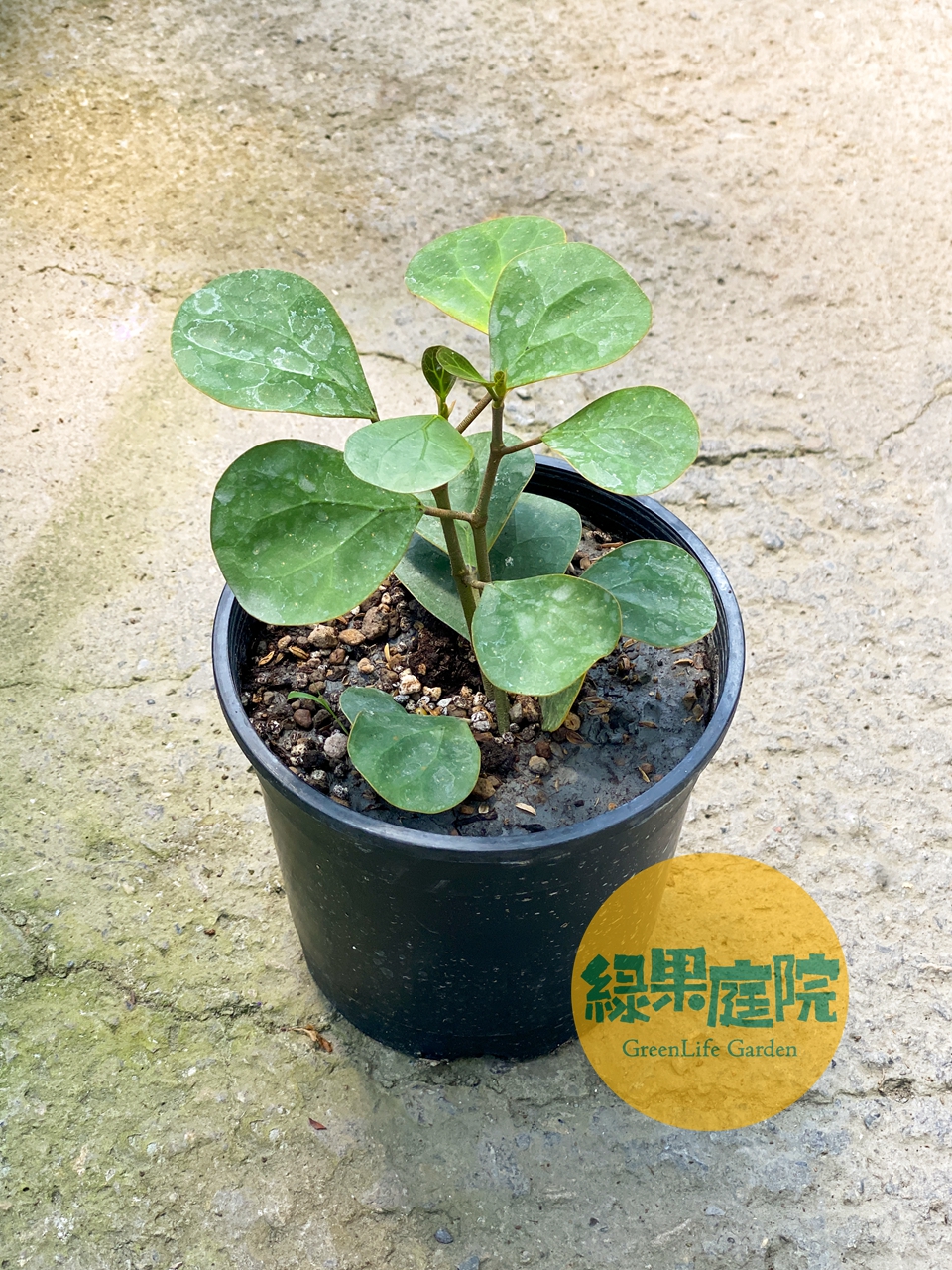 綠果庭院-花卉苗木 小盼菩提 巨美株 Ficus diversifolia 金背異葉圓葉榕 圓葉金錢榕 室內超耐陰好物 | 蝦皮購物