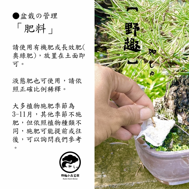 野趣小品盆栽》日本🇯🇵八房杜松| 蝦皮購物