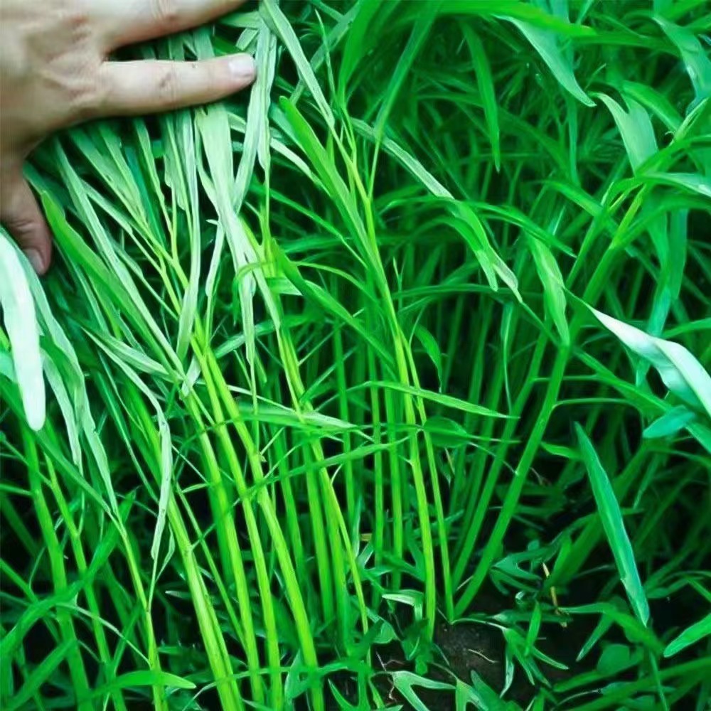 原廠包裝 百分百發芽 泰國柳葉空心菜種子籽 台灣竹葉空心菜子青梗子雍菜種四季秋播種孑 | 蝦皮購物