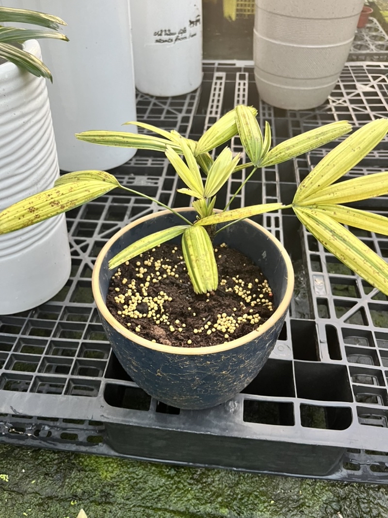霏霏園藝班葉棕竹為棕櫚科棕竹屬下的一個種。棕竹又稱觀音竹、筋頭竹、棕櫚竹、矮棕竹，為棕櫚科棕竹屬常綠觀葉植物 | 蝦皮購物