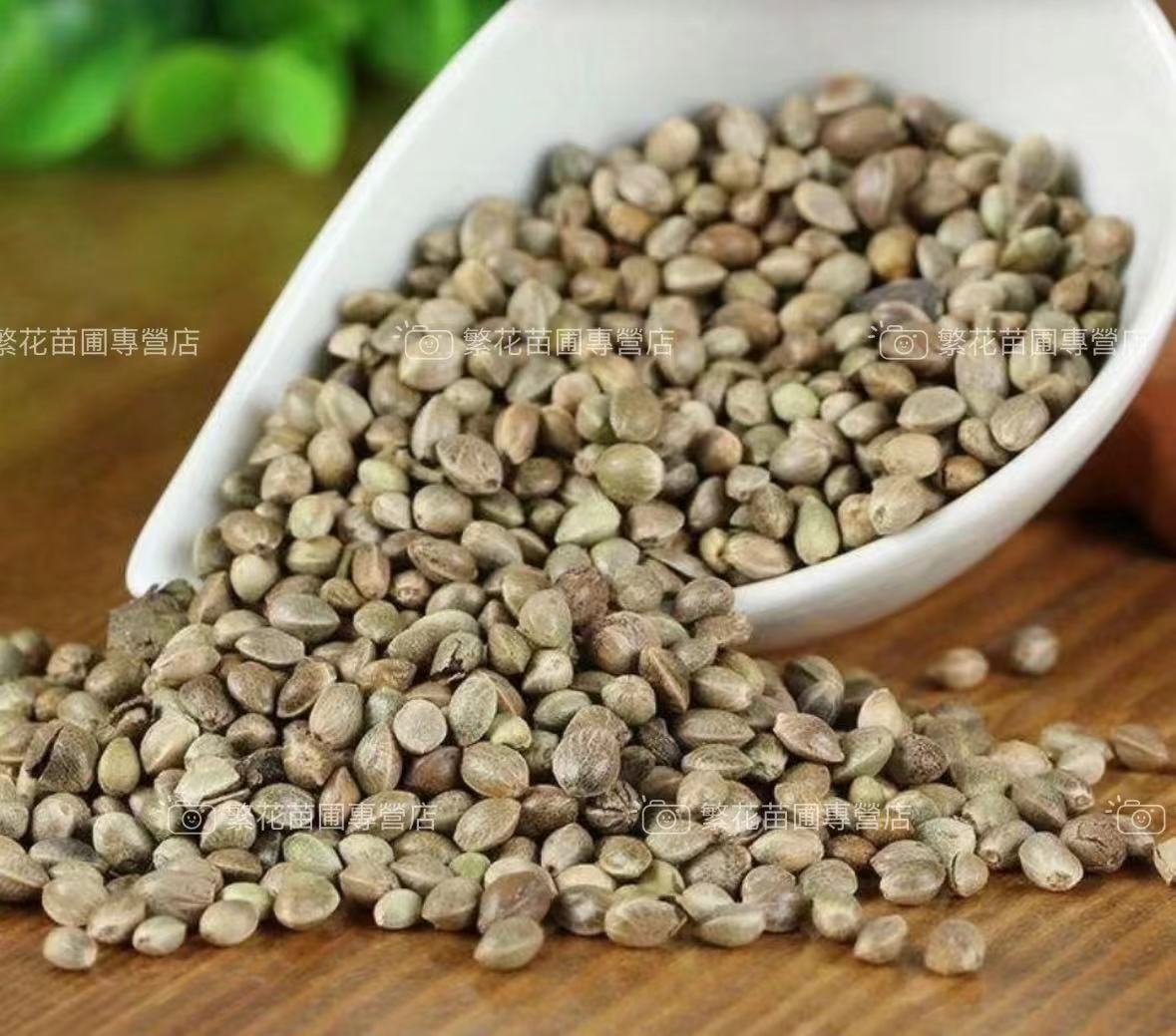 💥💥【火麻仁種子】正宗火麻仁 中藥材火麻子 通腸潤便 火麻仁 火麻仁茶 火麻籽四季常青 四季播種 遇土就活 降火茶仁種子 | 蝦皮購物