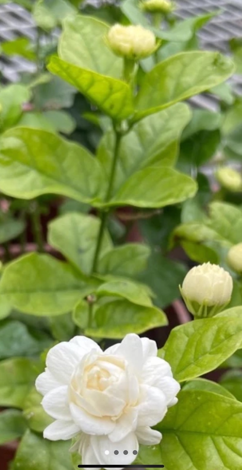 虎頭茉莉茉莉花3寸植苗袋| 蝦皮購物