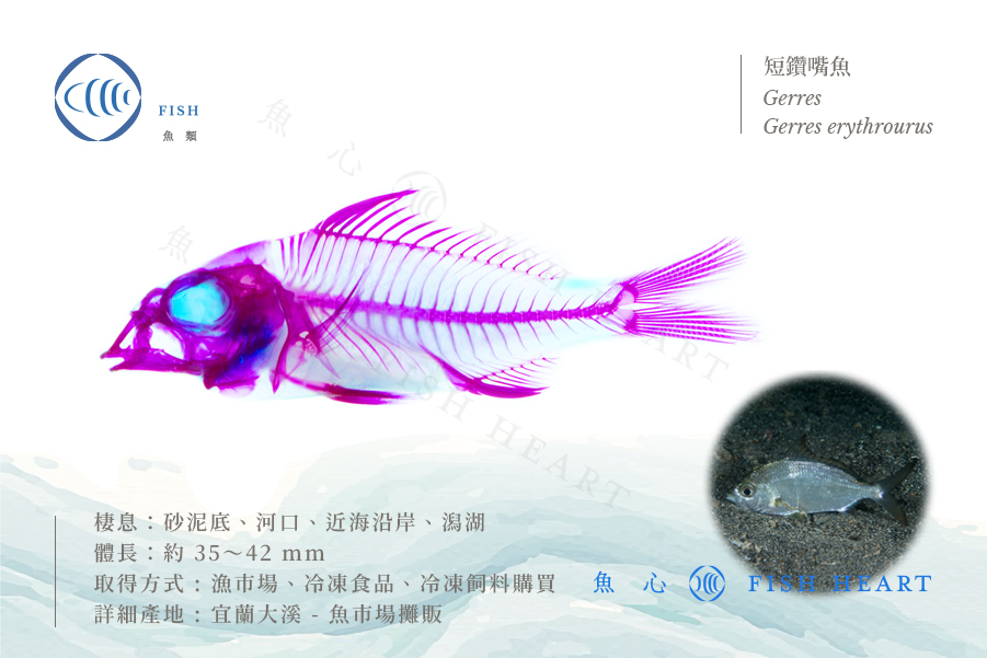 【魚心標本藝術】透明生物標本 - 短鑽嘴魚 Gerres erythrourus【網路限定】 | 蝦皮購物