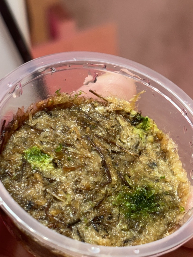 神獸的產地P.Alcicorne dwarf 侏儒馬圓鹿角蕨孢子盆已播孢盆母株