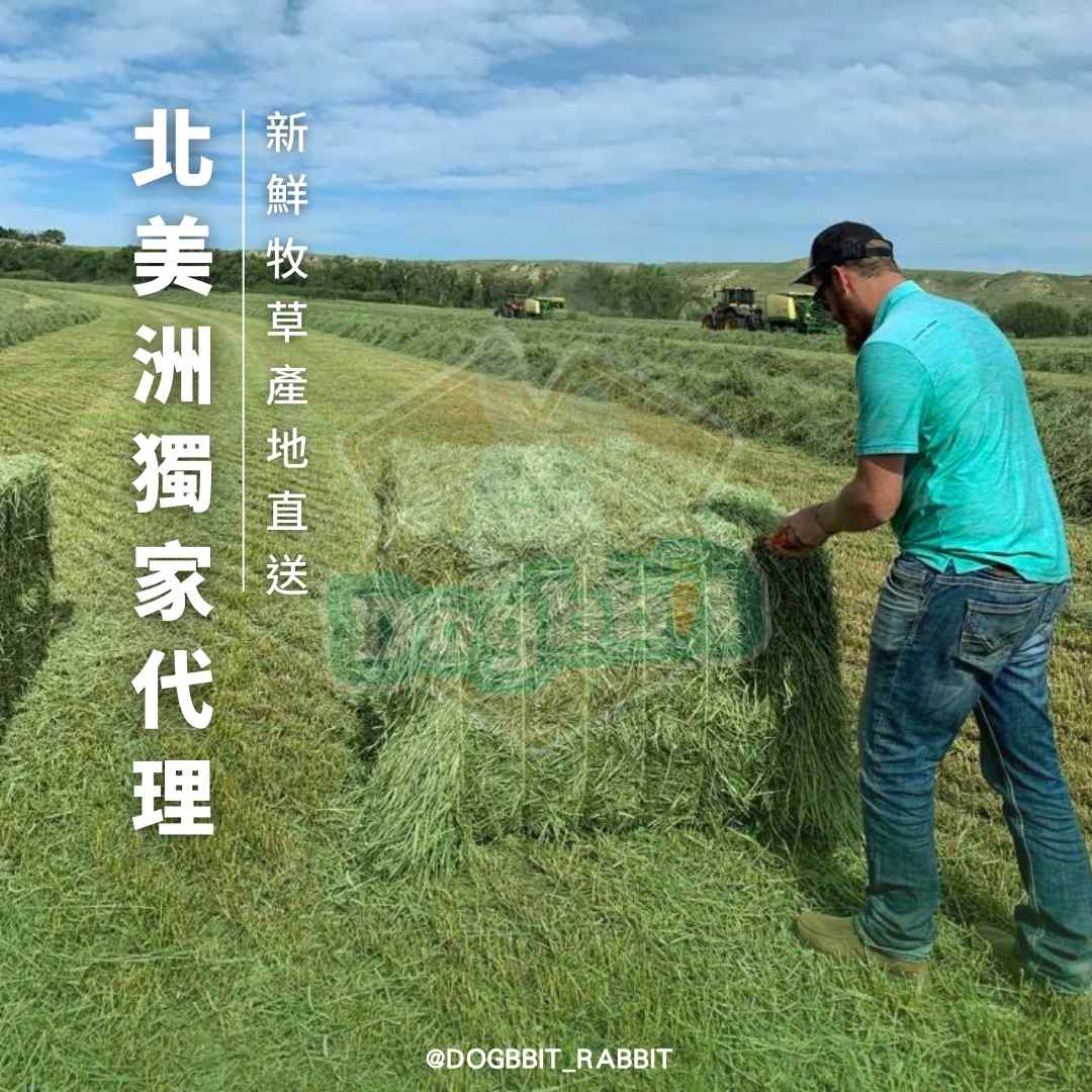 道格兔 Dogbbit 牧草評價與挑選建議：提摩西一割、二割、三割怎麼選才適合兔兔 (4/6)