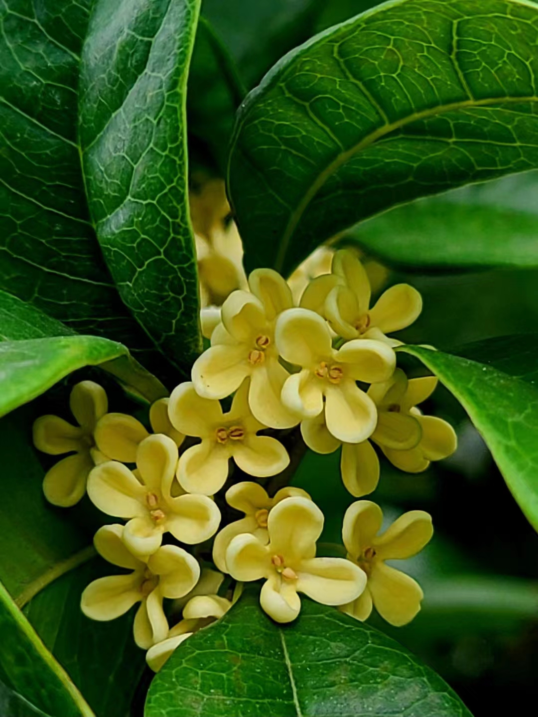 💥💥【桂花種子 樹苗】金桂 丹桂種子 桂花樹 超級好養耐乾旱植物種子 濃香型花卉 一年輪番多茬開花 香飄滿院子 可盆栽地 | 蝦皮購物