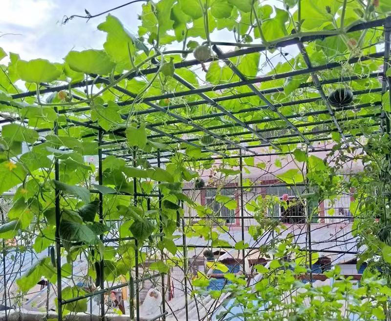 爬藤架配件 瓜架 藤架 管徑20mm 加粗 加高 種植果架 包塑鋼 攀藤 綠竹鋼管藤蔓菜園網室頂樓棚架花園 | 蝦皮購物