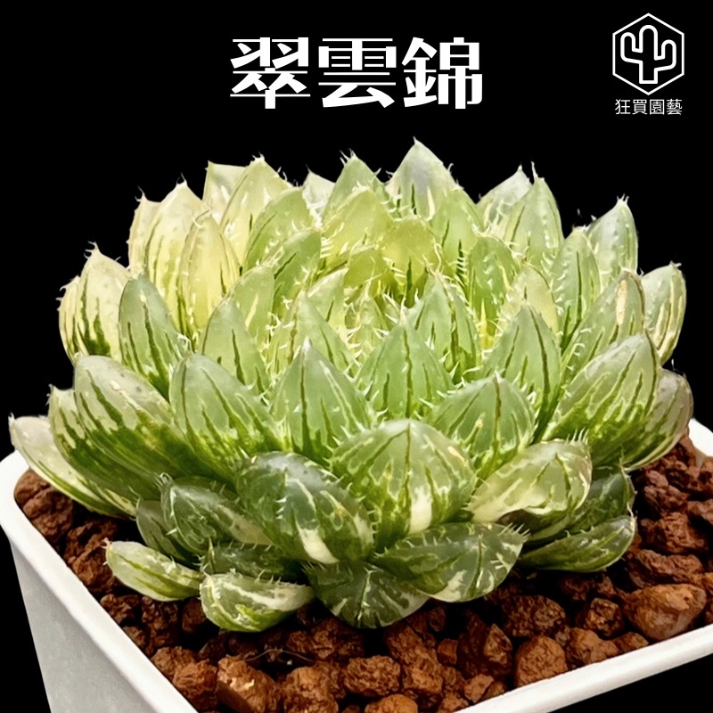 激安超特価 最大80%オフ  多肉植物 ハオルチア OB-1オブツーサ錦 鮮明錦 （中古】6 多肉 ハオルチア・アロエ
