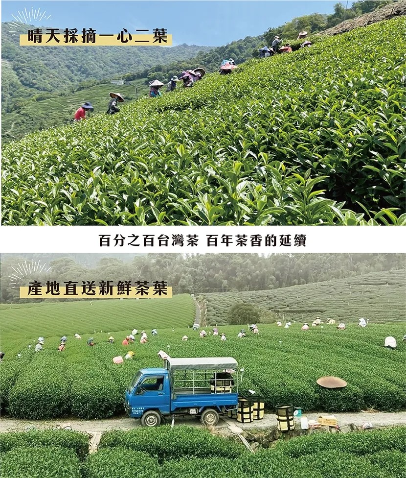 【鶴茗台灣茶】大禹嶺碧綠溪 | 高冷茶 | 大禹嶺高山茶區 | 碧綠澄清 | 二兩(75g) | 蝦皮購物