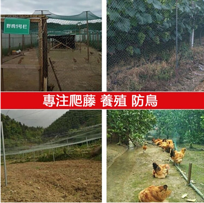 【台灣出貨】 100米家禽養雞網 欄雞網 養殖網 菜園網 圍山雞網 防雞網 圍欄網 尼龍網 | 蝦皮購物