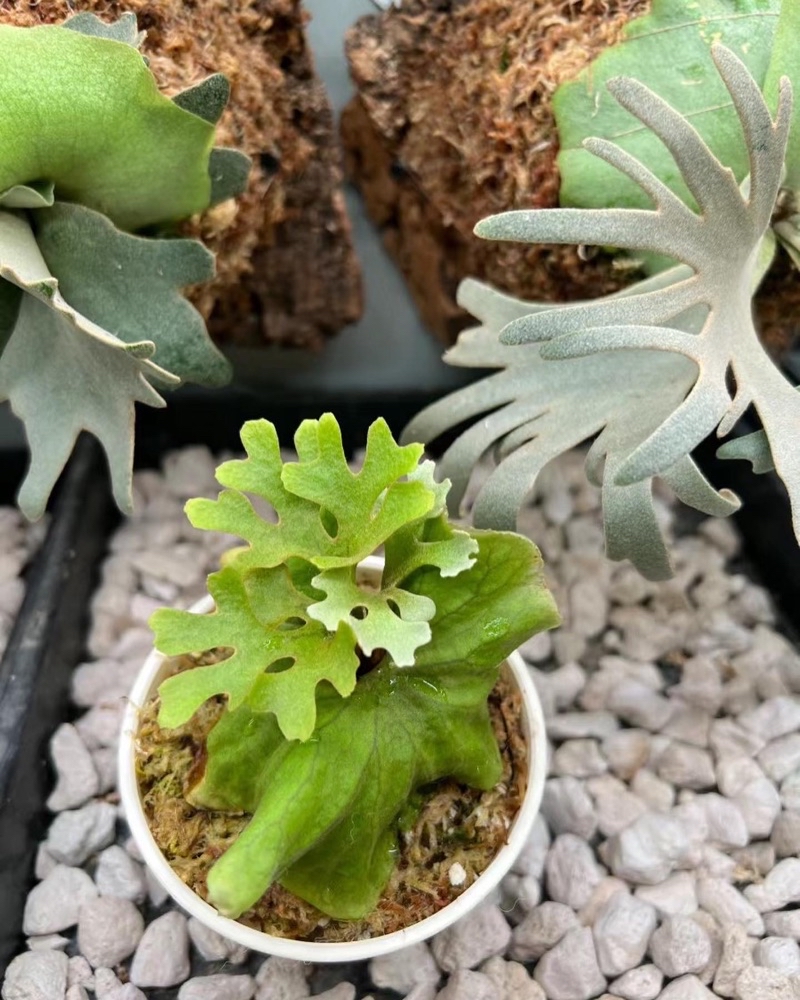 侏儒銀葉亞猴P. Ridleyi Dwarf Silver(TC) | 蝦皮購物 侏儒銀葉亞猴P. Ridleyi Dwarf Silver(TC) | 蝦皮購物