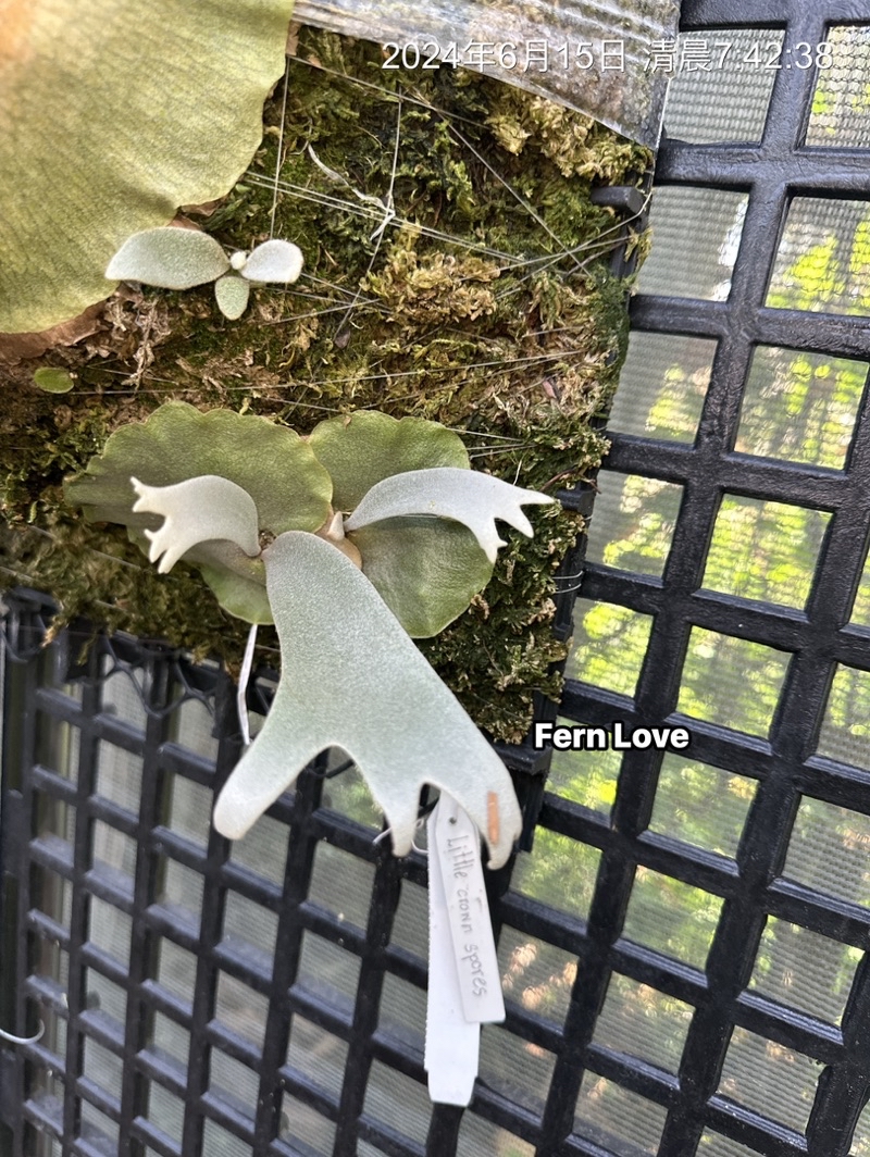 P. willinckii ' Crown'② P. willinckii 