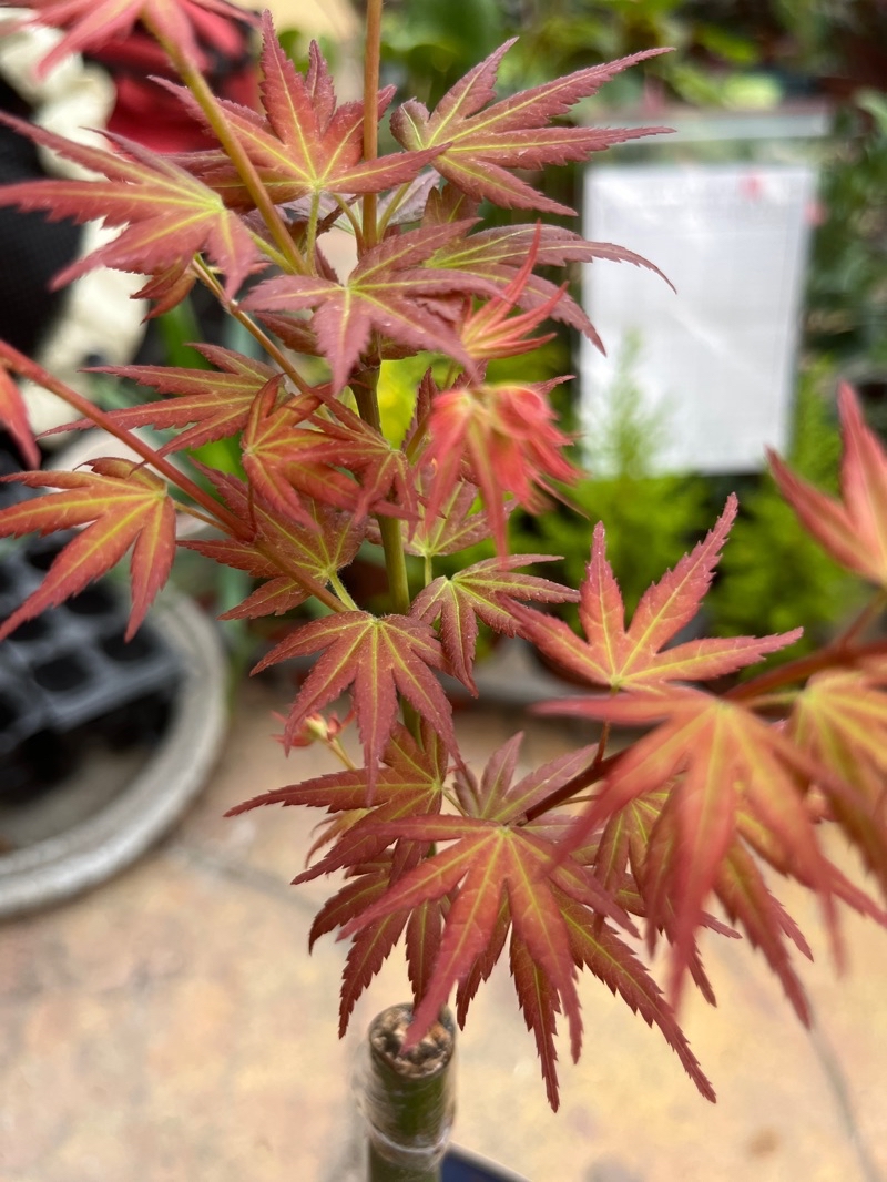楓樹 美國楓樹 5寸 多年生季節性落葉 | 蝦皮購物