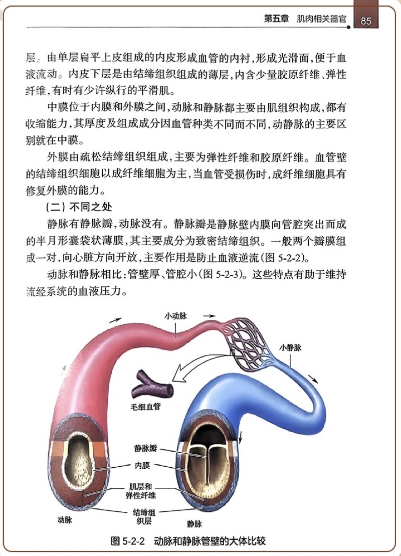 【貓掌櫃】正版 肌肉學概要基於浮針診療實踐的探索 氣血新論 浮針醫學之再灌注活動 浮針醫學綱要 浮針 符仲華 | 蝦皮購物