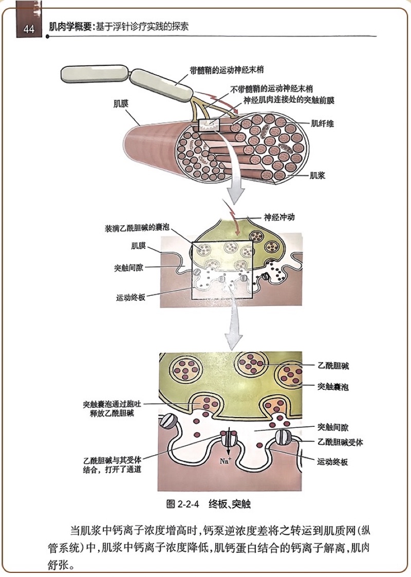 【貓掌櫃】正版 肌肉學概要基於浮針診療實踐的探索 氣血新論 浮針醫學之再灌注活動 浮針醫學綱要 浮針 符仲華 | 蝦皮購物