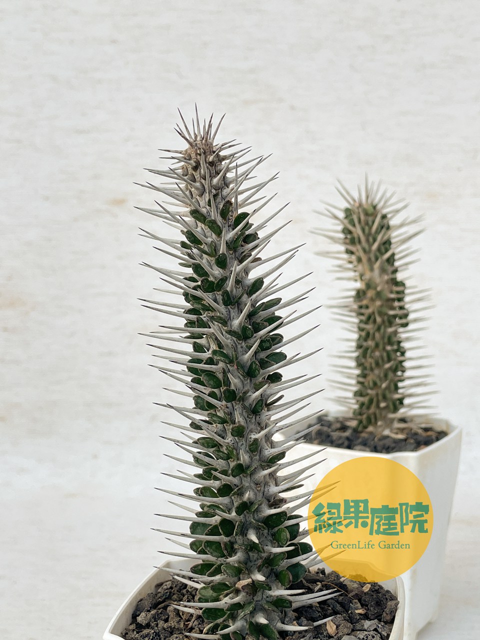 【植物地獄】 綠果庭院-多肉植物魔針地獄Alluaudia montagnacii 龍樹科地獄魔