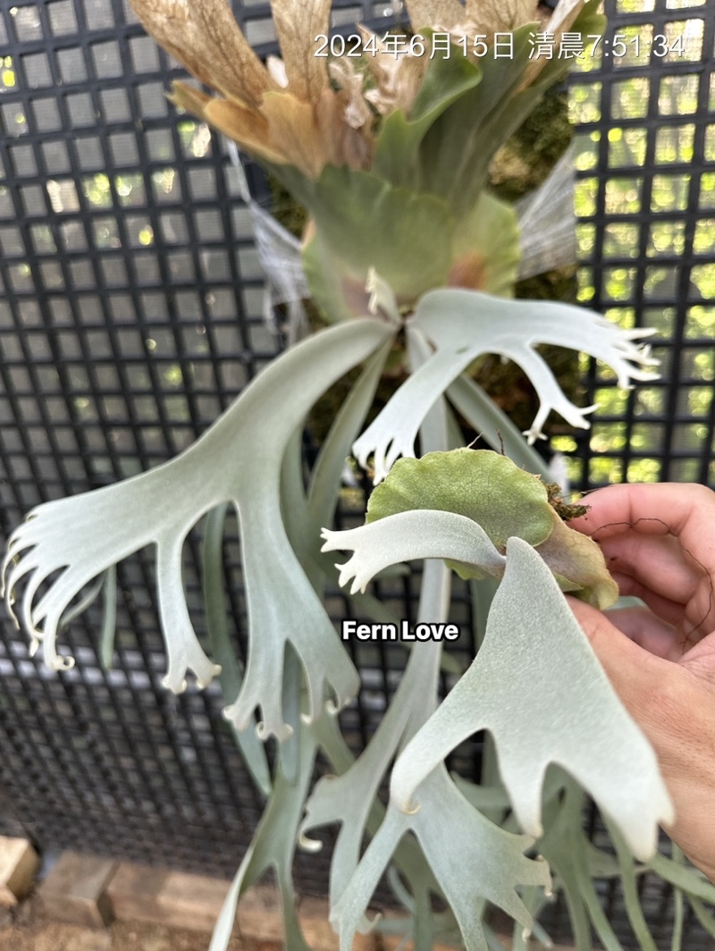 Fern➰蕨戀➰Love 』「Willinckii Little crown spore 」 經典白