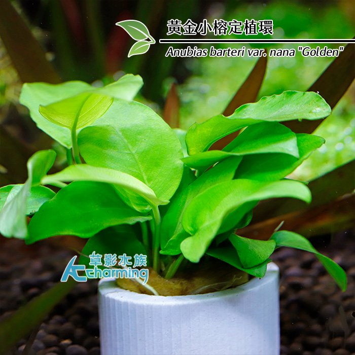 【AC草影】水草定植環【一個】莫斯定植球 DIY動手做 造景裝飾 定植環 盆草種植 水草盆 種水草 綁水草 | 蝦皮購物