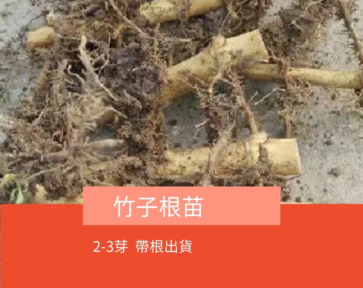 優質竹根苗【2-3芽】竹子種根 竹子根苗 竹子種子 庭院竹子種根 室內外盆栽盆景野生竹根耐寒抗旱風景竹 | 蝦皮購物
