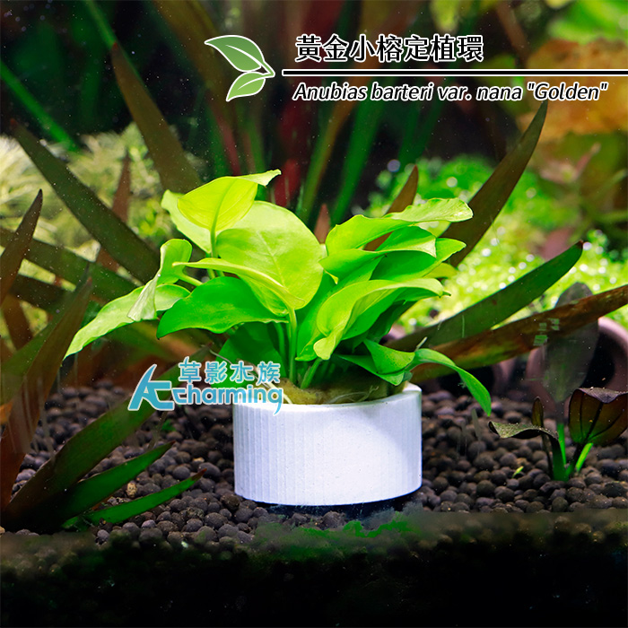 【AC草影】水草定植環【一個】莫斯定植球 DIY動手做 造景裝飾 定植環 盆草種植 水草盆 種水草 綁水草 | 蝦皮購物