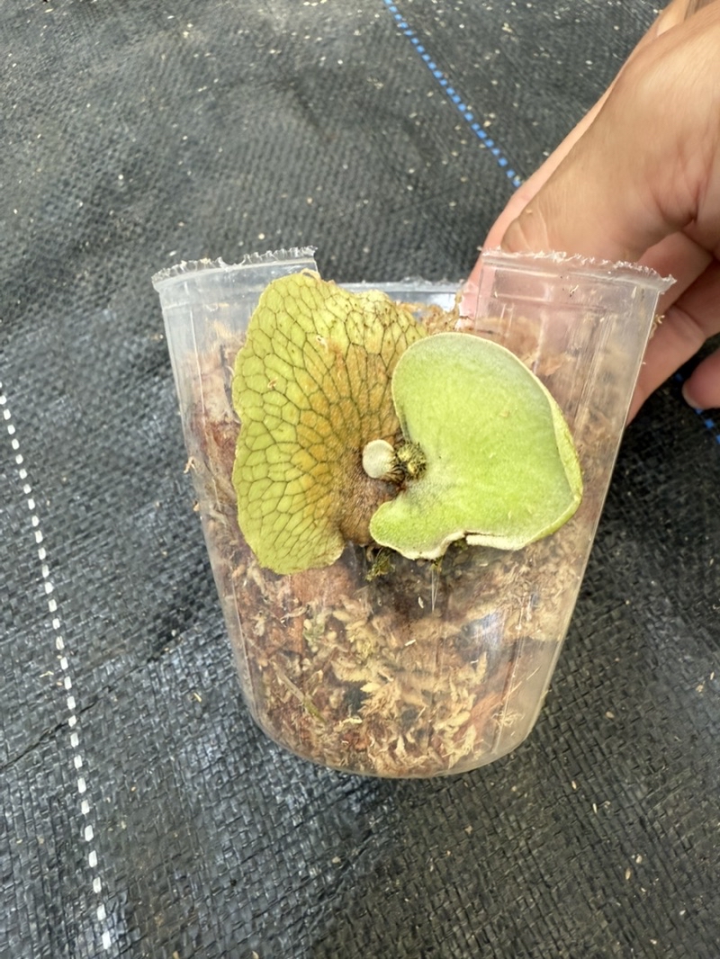 Fern➰蕨戀➰Love 』「 Hillii cv. Fujin 」深綠風神鹿角蕨店面裝飾