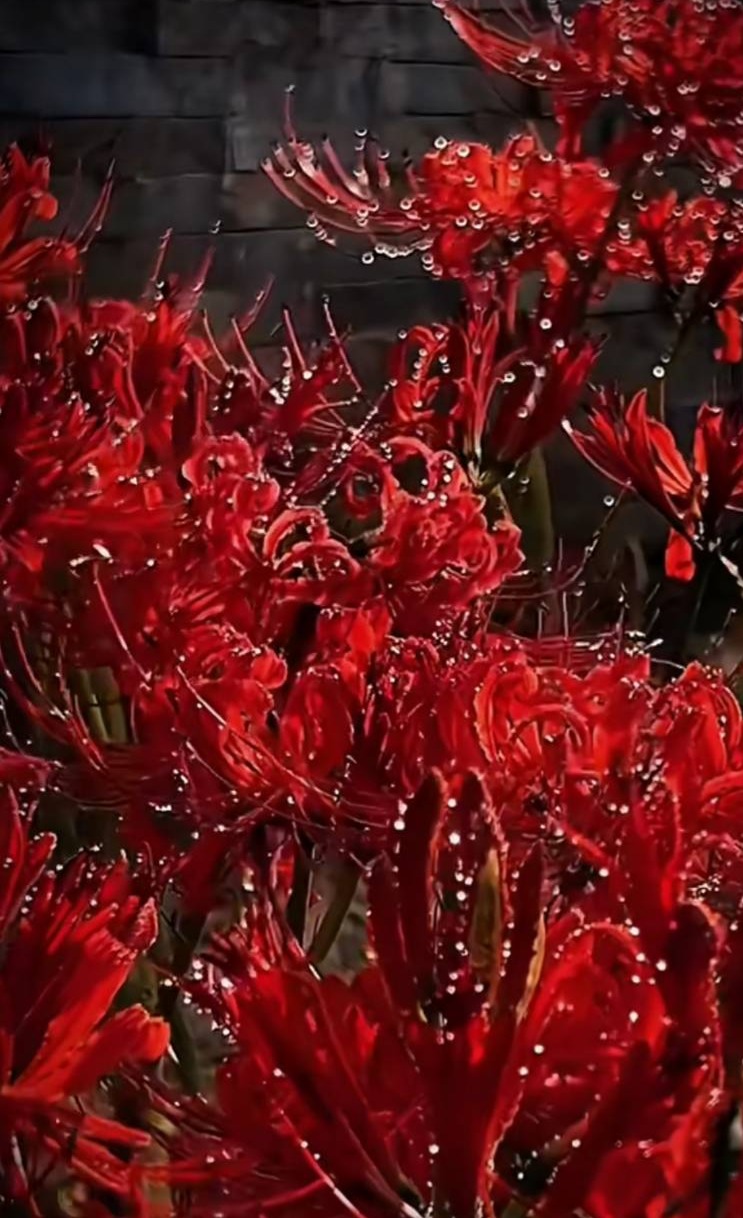 精選品種彼岸花種球耐寒進口曼珠沙華四季常青四季易種植彼岸花