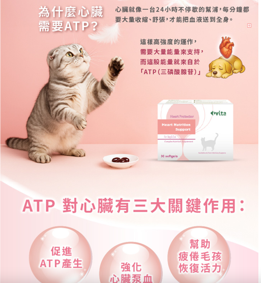[免運,公司貨] IVITA Heart Protector 心安 30顆(盒)～強化心臟及心血管系統功能的營養素 | 蝦皮購物
