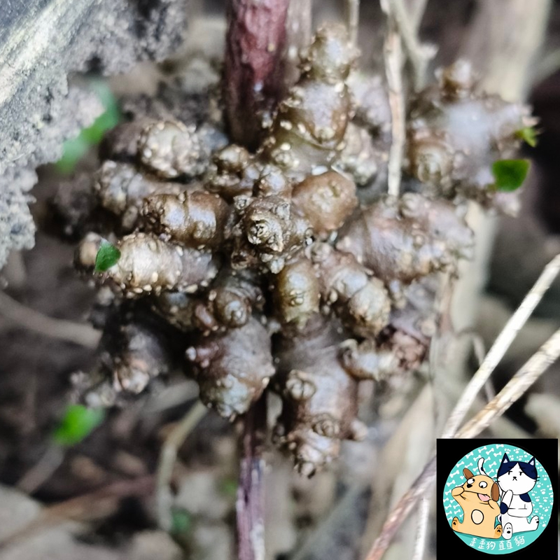 新鮮現採種子自售 川七種子 台灣種植用川七 本土川七種子 新鮮上市, 台灣原生種川七 藤三七 洋落葵 落葵薯 熱帶皇宮菜 | 蝦皮購物