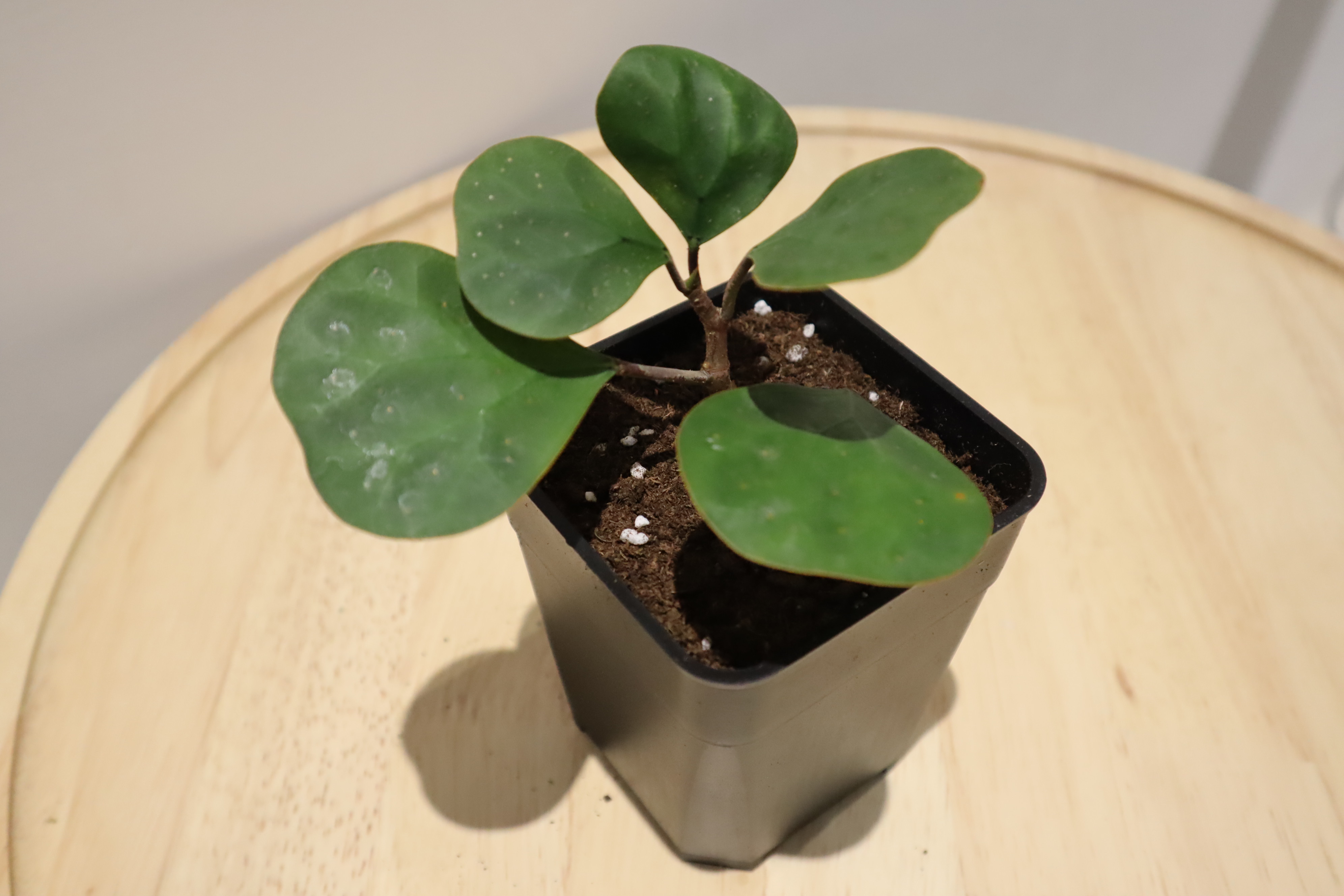 小盼菩提(擇優出貨)| 金背榕| Ficus deltoidea | 庭園植物 | 葉形可以 | 裝潢小物|賣火鶴的小女 | 蝦皮購物