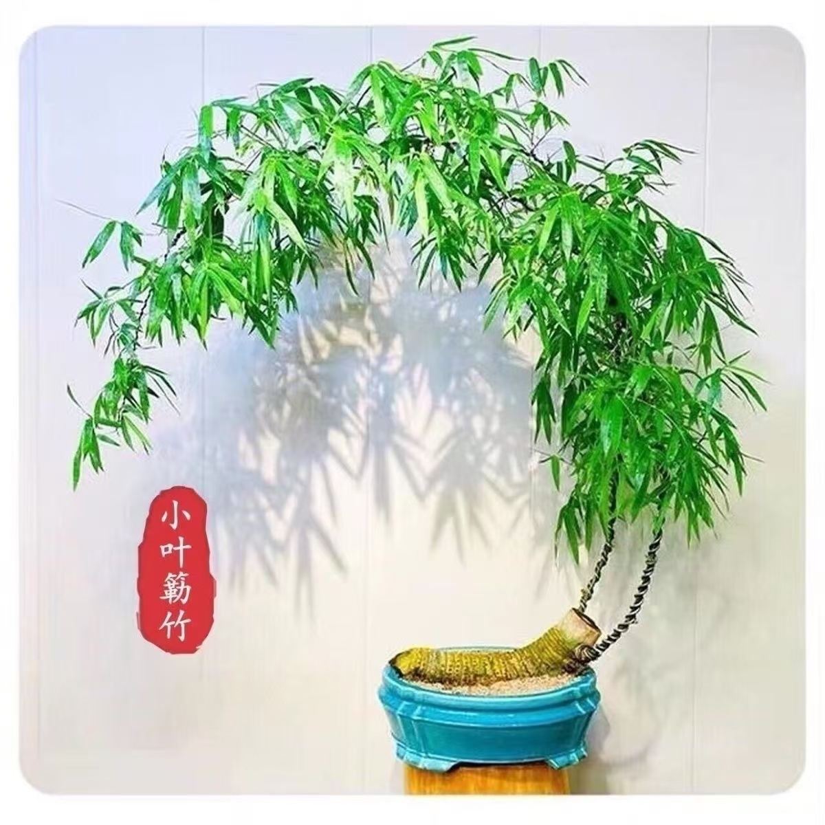【小葉簕竹種根】簕竹種苗根苗室內外小型勒竹子盆栽庭院盆景四季綠植竹苗長青好養名貴盆景竹子根苗 | 蝦皮購物