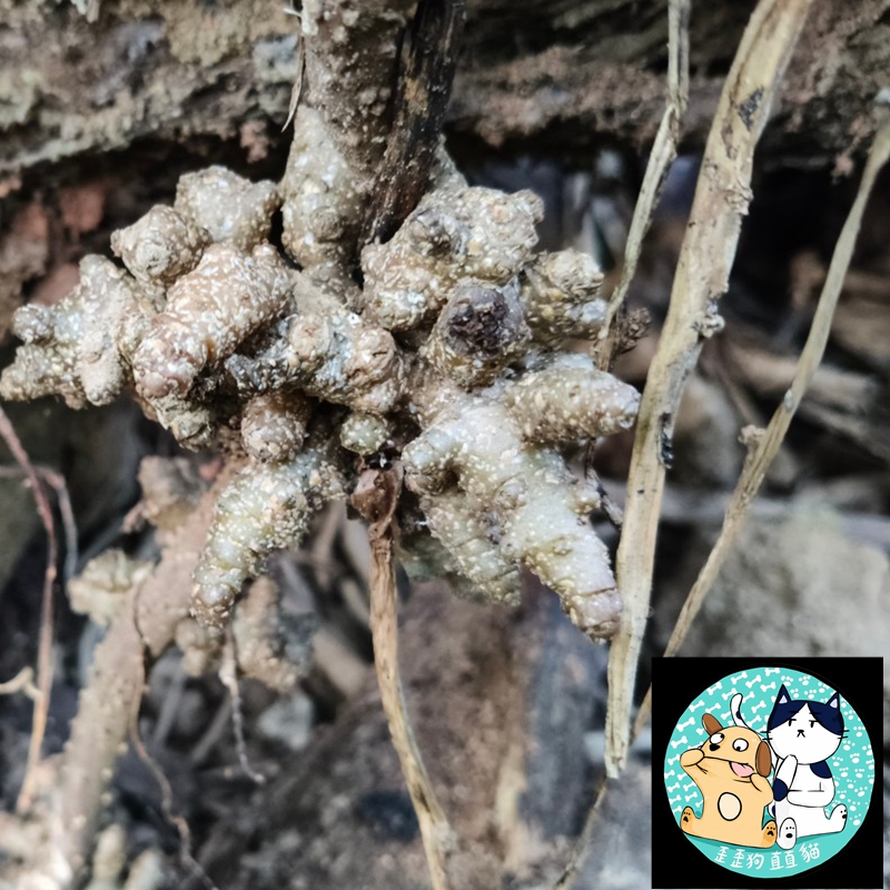 新鮮現採種子自售 川七種子 台灣種植用川七 本土川七種子 新鮮上市, 台灣原生種川七 藤三七 洋落葵 落葵薯 熱帶皇宮菜 | 蝦皮購物