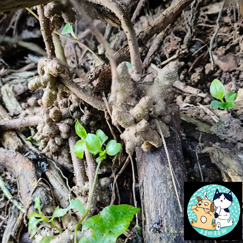 新鮮現採種子自售 川七種子 台灣種植用川七 本土川七種子 新鮮上市, 台灣原生種川七 藤三七 洋落葵 落葵薯 熱帶皇宮菜 | 蝦皮購物